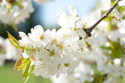 Obstblüten an einem Zweig